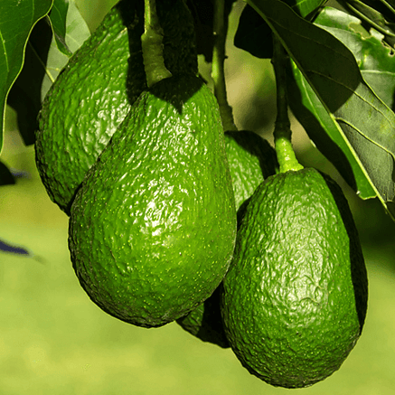 Horticulture fertiliser for avocado orchards and fruit crops