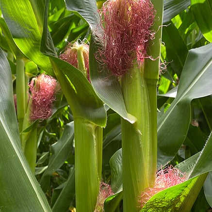 Cropping fertiliser for maize and grain production