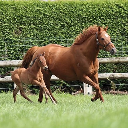 Equine fertiliser for horse paddocks and pastures