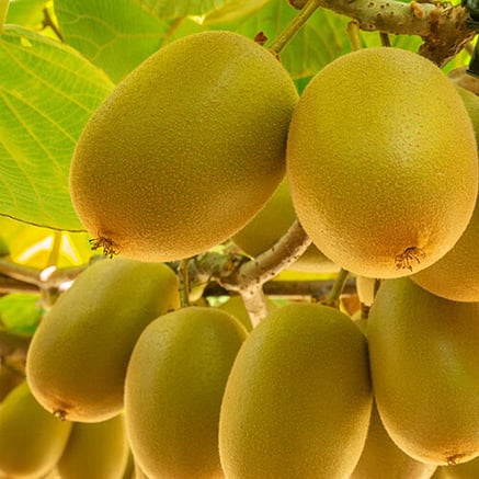 BioGro certified organic fertiliser for kiwifruit and organic crops
