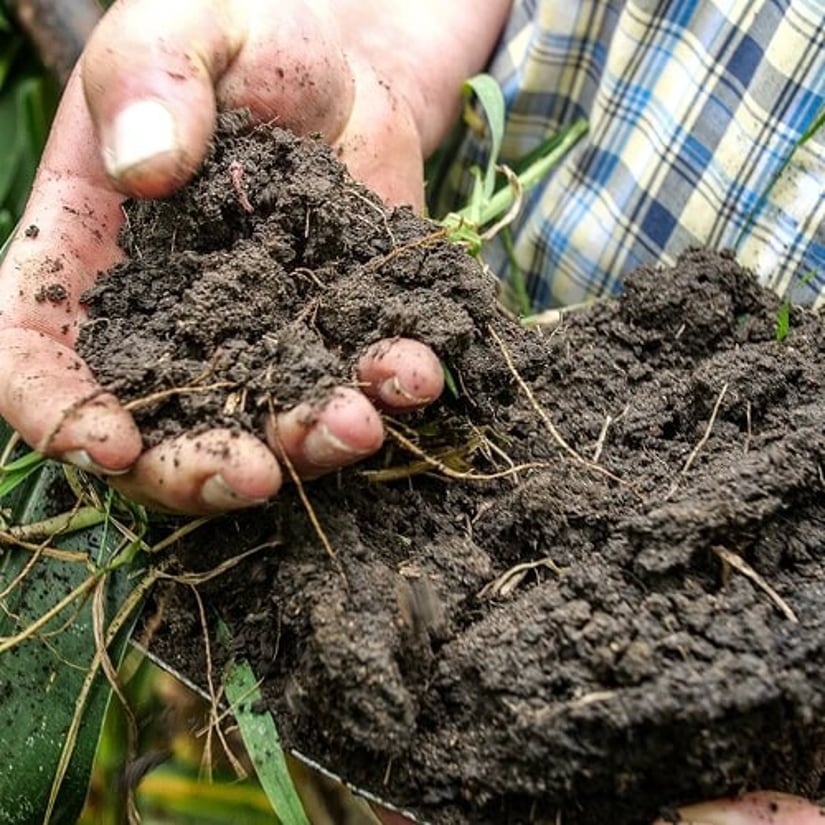 Regenerated soil on a farm