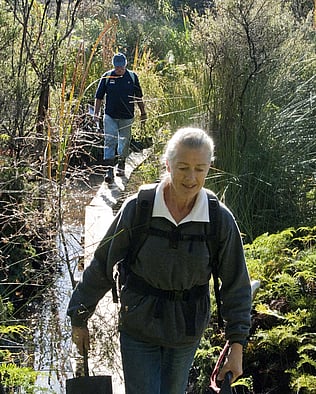 Two volunteers carrying native plants for planting crossing the boardwalk in the Rings Beach Wetland on the Coromandel Peninsula