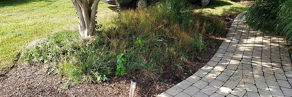 Weed Control