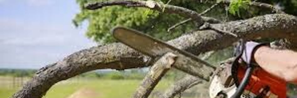Tree Trimming