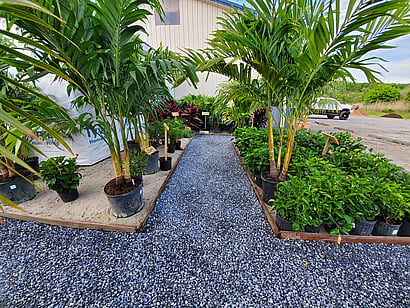 Tropical Plants & Palms Trees