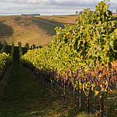 Our Vineyard