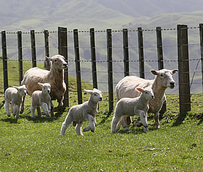 Reproduction