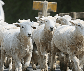 Lamb Growth