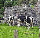 Farm