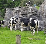 Farm