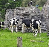Farm
