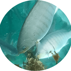 Fish Predation
