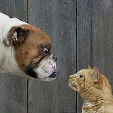 Maintaining Eye Contact While Talking Overwhelms the Brain