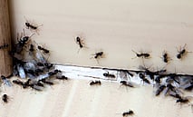 Ants