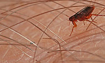 Fleas
