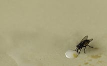 Flies