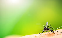Mosquitos