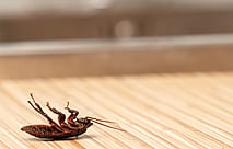 Cockroaches