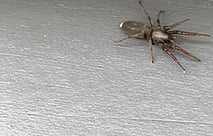 Spiders