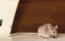 Rodents