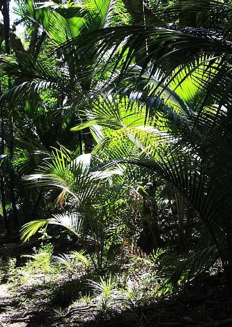 Native flora