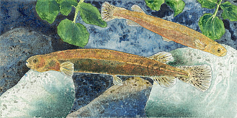 Canterbury Mudfish