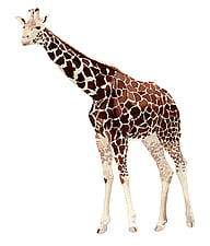 South African giraffe (Giraffa camelopardalis giraffa)