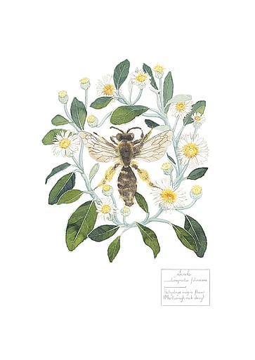 Tawny Nesocolletes (Leioproctus fulvenscens) foraging in Marlborough rock daisy (Pachystegia insignis) 