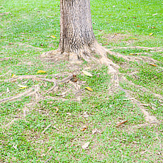 IN-DRAIN ROOT CUTTING