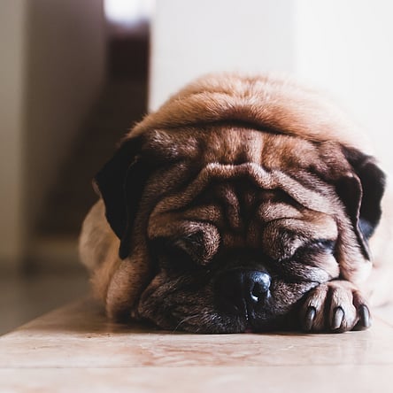 Lavelle Electrical Mascot