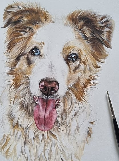 Lincoln Pet Painting Commission Art New Zealand. Caricature pet art. Hyper realistic pet art. Dog and cat commission artwork. Kayla pet paintings. Kaela pet paintings