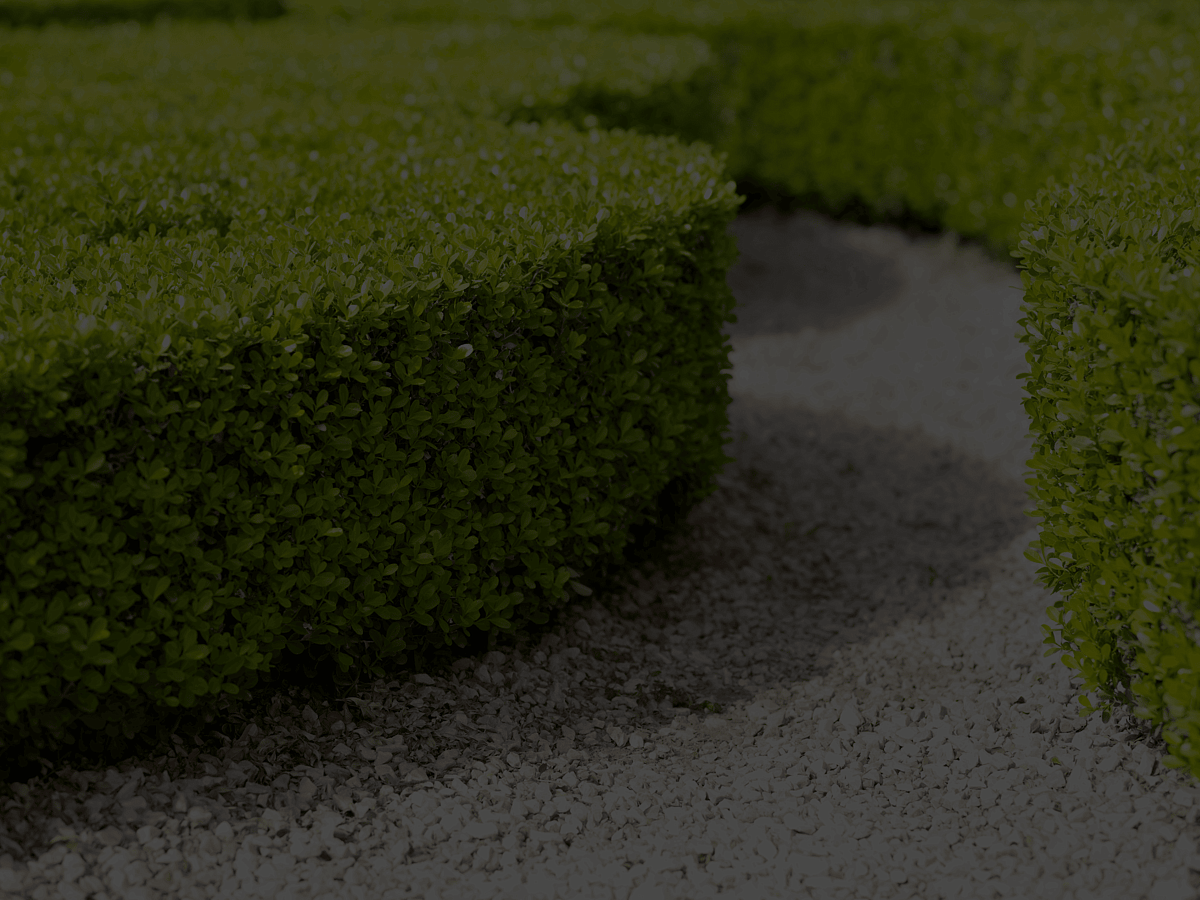 Expert Hedge Trimming in Hamilton, Waikato | Total Tree Care