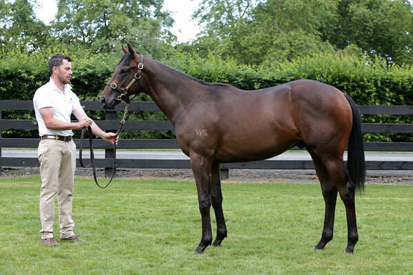 New Stallion Savaglee