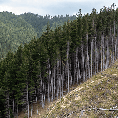 helicopter over forrest