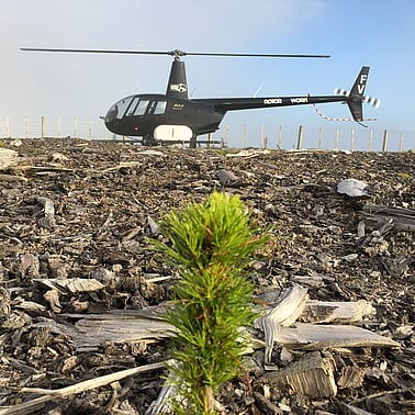 helicopter and tree