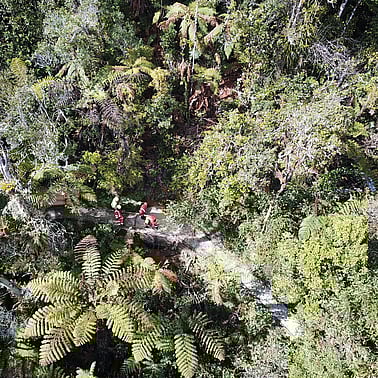 people working in forrest