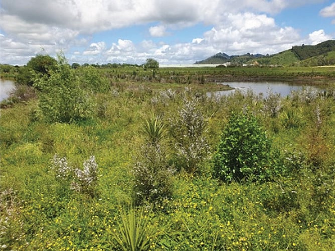 View of Waikato RiverCare's Mangawara Lagoon/Wetlands Project