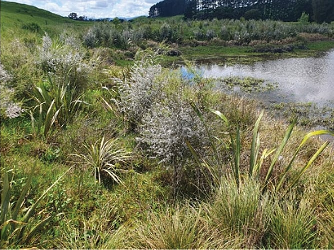 View of Waikato RiverCare's Mangawara Lagoon/Wetlands Project