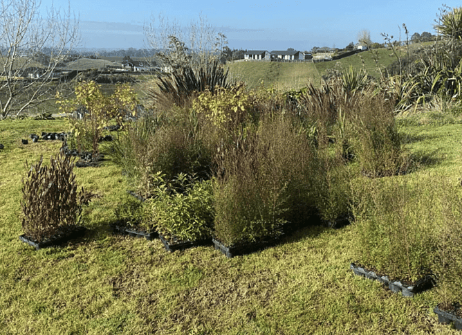 Image of native plants ready for land restoration in Whatawhata.