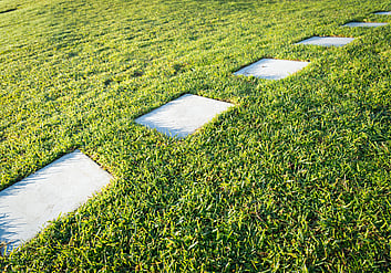 Thick healthy grass