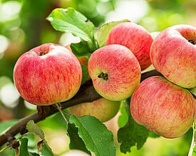 Fruit