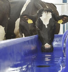 Milk chillers Bay of plenty 