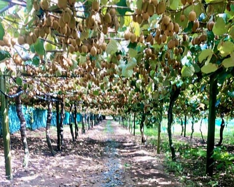 Orchard Irrigation Bay of Plenty