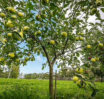 A thinner canopy can help reduce dampness and improve movement of air through shaded areas.