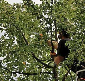Remove congested growth that can place unnecessary stress on the tree&rsquo;s structure.