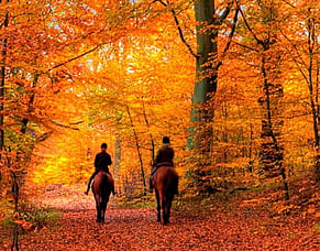 Top Tips for Autumn