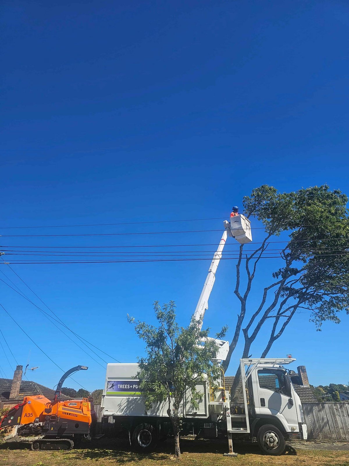 Power Line Clearing Hamilton | Triggers & Trees