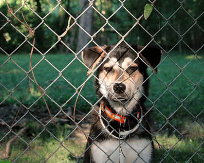 Wellington Temporary Fence Hire & Sales. Price & Service Guarantee. Commercial + Residential + Special Event Fencing Solutions. Swimming Pool + Dog run temporary or semi-permanent fencing.