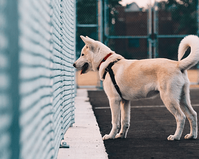 Wellington Temporary Fence Hire & Sales. Price & Service Guarantee. Commercial + Residential + Special Event Fencing Solutions. Swimming Pool + Dog run temporary or semi-permanent fencing.