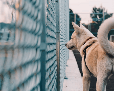 Wellington Temporary Fence Hire & Sales. Price & Service Guarantee. Commercial + Residential + Special Event Fencing Solutions. Swimming Pool + Dog run temporary or semi-permanent fencing.